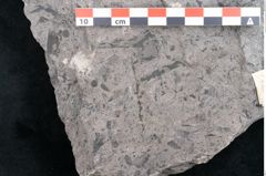 Foto (Detailansicht) von Casuarinites cretaceus Ettingshausen (NHMW-GEO-2024-0188-10216)